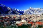 Creosote Bush, shrub, Mountain Range, snow, Owens Valley, NPSV04P07_02