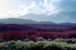 Creosote Bush, shrub, Mountain Range, snow, Owens Valley, NPSV04P07_11