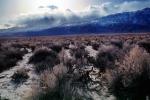 Creosote Bush, shrub, Mountain Range, snow, Owens Valley, NPSV04P08_04