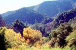 Autumn Trees, hills, Ojai, Ventura County, NPSV04P10_07