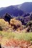 Trees, hills, Ojai, Ventura County