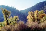 Trees, hills, Ojai, Ventura County, NPSV04P10_10
