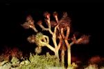 Joshua Tree (Yucca brevifolia), Monocot, Asparagales, Asparagaceae, Agavoideae, Angiosperms, NPSV04P13_01