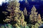 Backlit Pine Trees, woodlands, Frazier Park, NPSV04P15_02