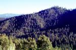 Mount Pinos, woodland, forest, hills, mountains, NPSV04P15_05