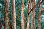 Eucalyptus Tree, Montana-de-Oro State Park, NPSV05P05_07