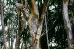Eucalyptus Tree, Montana-de-Oro State Park, NPSV05P05_08