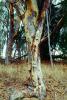 Eucalyptus Tree, Montana-de-Oro State Park