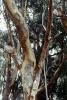 Eucalyptus Tree, Montana-de-Oro State Park