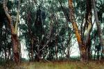 Eucalyptus Tree, Montana-de-Oro State Park, NPSV05P05_12