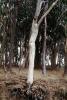 Eucalyptus Tree, Montana-de-Oro State Park, NPSV05P05_14