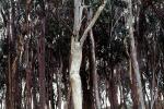 Eucalyptus Tree, Montana-de-Oro State Park, NPSV05P05_16