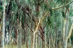 Eucalyptus Tree, Montana-de-Oro State Park, NPSV05P05_18