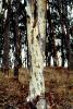 Eucalyptus Tree, Montana-de-Oro State Park, NPSV05P05_19