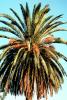 Palm Tree, Palm Dates, NPSV05P07_10
