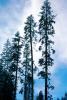 Giant sequoia (Sequoiadendron giganteum), NPSV05P08_01