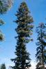 Giant sequoia (Sequoiadendron giganteum), NPSV05P08_04
