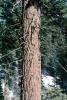 Giant sequoia (Sequoiadendron giganteum), NPSV05P08_05
