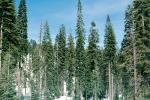 Forest of Trees, (Sequoiadendron giganteum), NPSV05P08_06