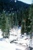 Winter Stream in a Forest of Trees, (Sequoiadendron giganteum)