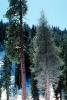 Giant sequoia (Sequoiadendron giganteum), Forest of Trees, NPSV05P08_17