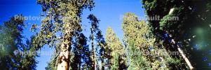 Giant sequoia (Sequoiadendron giganteum), Panorama, Forest of Trees, NPSV05P10_01
