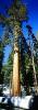 Giant sequoia (Sequoiadendron giganteum), Panorama, NPSV05P10_02