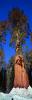 Giant sequoia (Sequoiadendron giganteum), Panorama, NPSV05P10_03