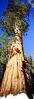 Giant sequoia (Sequoiadendron giganteum), Panorama, NPSV05P10_04