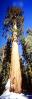 Giant sequoia (Sequoiadendron giganteum), Panorama, NPSV05P10_05