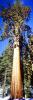 Giant sequoia (Sequoiadendron giganteum), Panorama, NPSV05P10_07