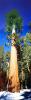 Giant sequoia (Sequoiadendron giganteum), Panorama, NPSV05P10_08
