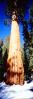 Giant sequoia (Sequoiadendron giganteum), Panorama, NPSV05P10_09