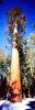 Giant sequoia (Sequoiadendron giganteum), Panorama, NPSV05P10_10