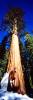Giant sequoia (Sequoiadendron giganteum), Panorama, NPSV05P10_11