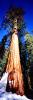 Snow, Winter, Giant sequoia (Sequoiadendron giganteum), Panorama