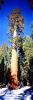 Snow, Winter, Giant sequoia (Sequoiadendron giganteum), Panorama, NPSV05P10_13
