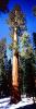 Giant sequoia (Sequoiadendron giganteum), Panorama, NPSV05P10_15