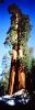 Giant sequoia (Sequoiadendron giganteum), Panorama, NPSV05P10_18