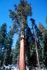 Giant sequoia (Sequoiadendron giganteum), NPSV05P11_01
