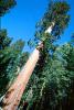 Giant sequoia (Sequoiadendron giganteum), NPSV05P11_02