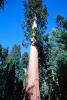 Giant sequoia (Sequoiadendron giganteum), NPSV05P11_03