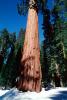 Giant sequoia (Sequoiadendron giganteum), NPSV05P11_04