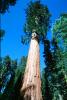 Giant sequoia (Sequoiadendron giganteum), NPSV05P11_05