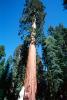 Giant sequoia (Sequoiadendron giganteum), NPSV05P11_06