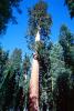 Giant sequoia (Sequoiadendron giganteum), NPSV05P11_07