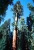Giant sequoia (Sequoiadendron giganteum), NPSV05P11_08