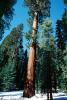 Giant sequoia (Sequoiadendron giganteum), NPSV05P11_09