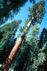 Giant sequoia (Sequoiadendron giganteum), NPSV05P11_10