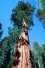 Giant sequoia (Sequoiadendron giganteum), NPSV05P11_11